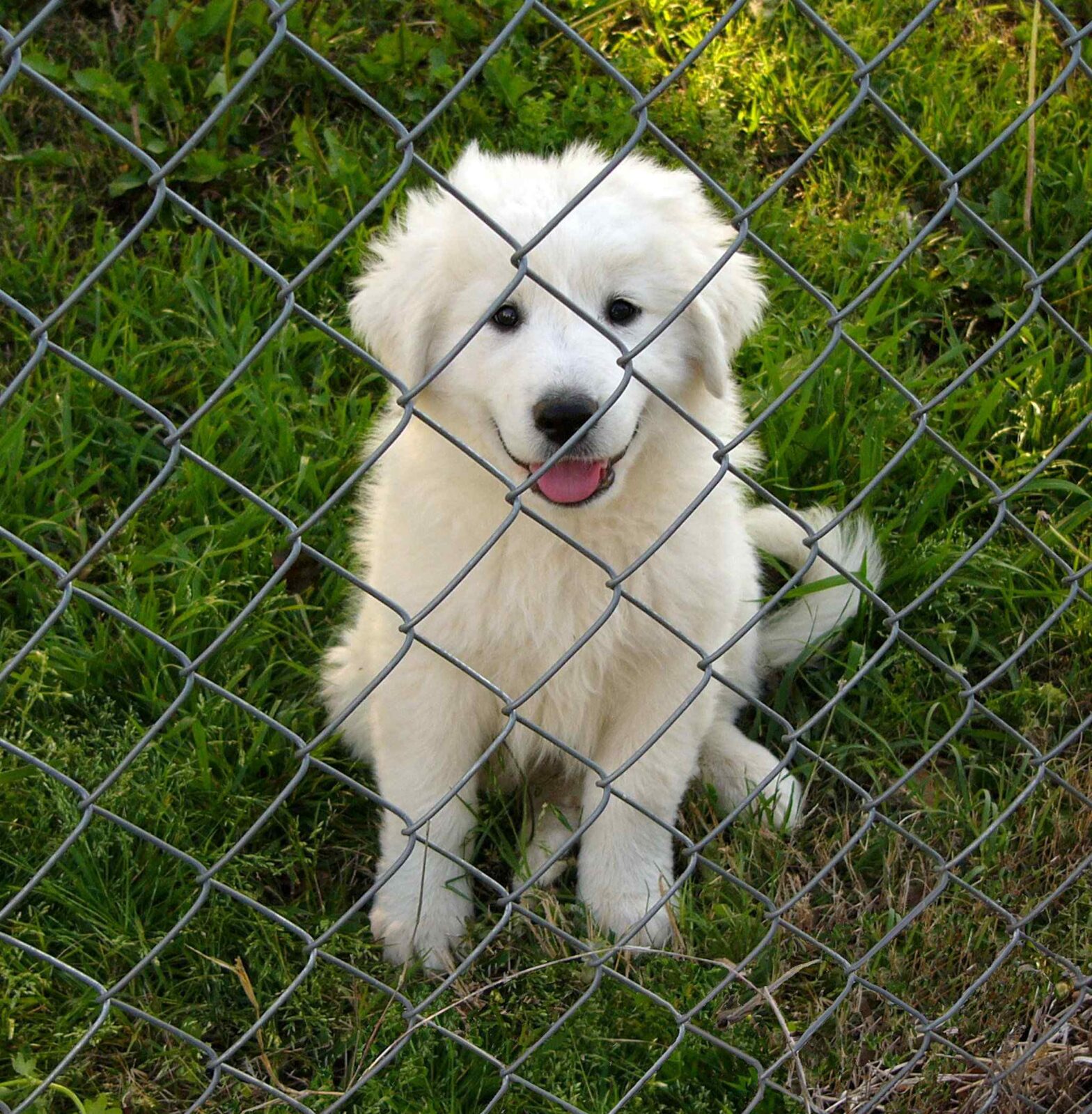 Photo of a Boise ID chain link fence with a dog